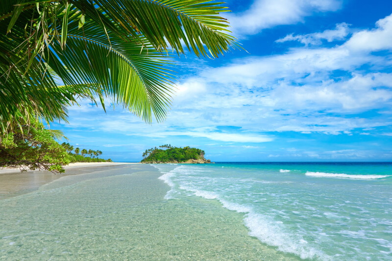 Palm-Tree_0494.jpg