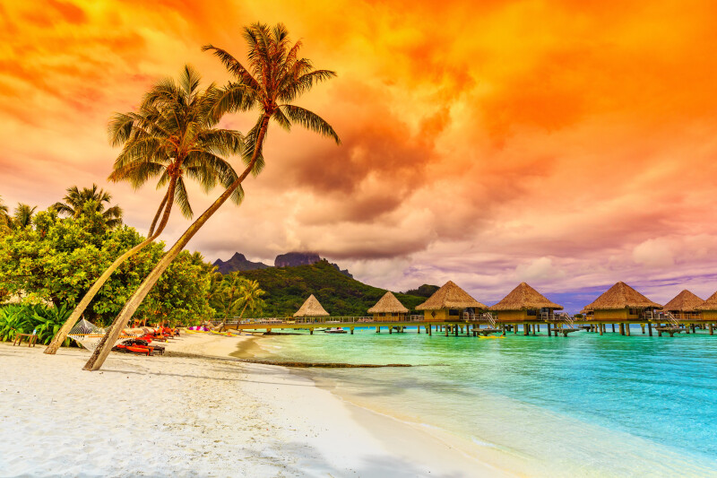 Palm-Tree_0506.jpg