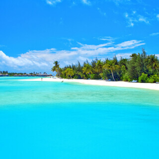 Palm-Tree_0563