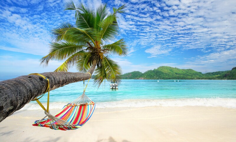 Palm-Tree_0568.jpg