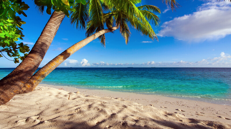 Palm-Tree_0571.jpg
