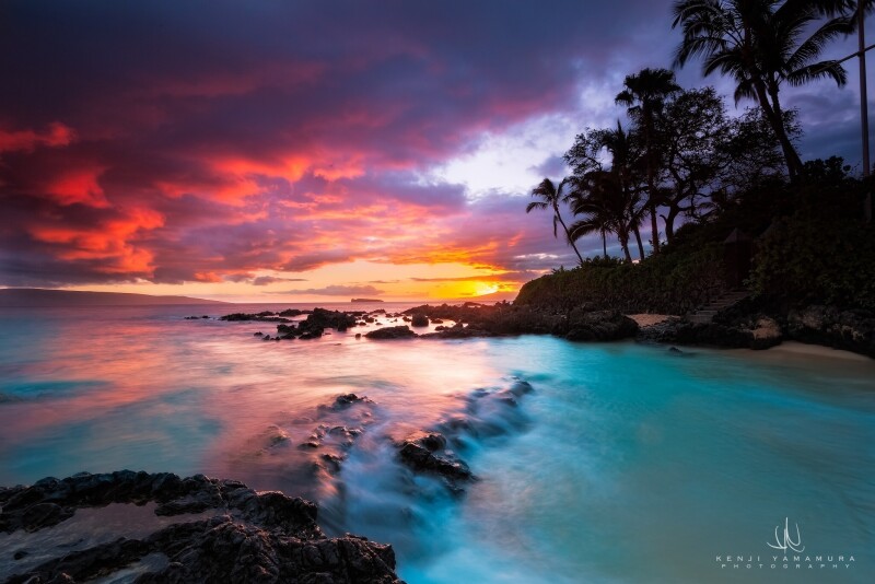 Palm-Tree_0612.jpg
