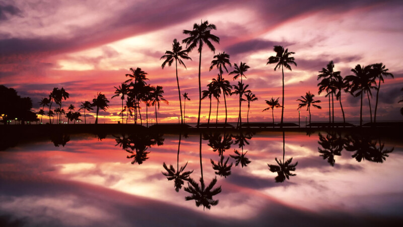 Palm-Tree_0637.jpg