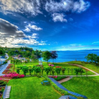 Palm-Tree_0640