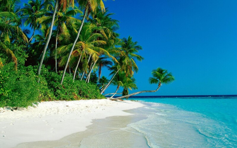 Palm-Tree_0645.jpg