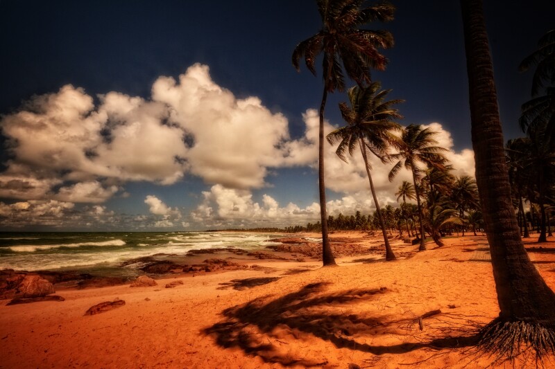 Palm-Tree_0660.jpg