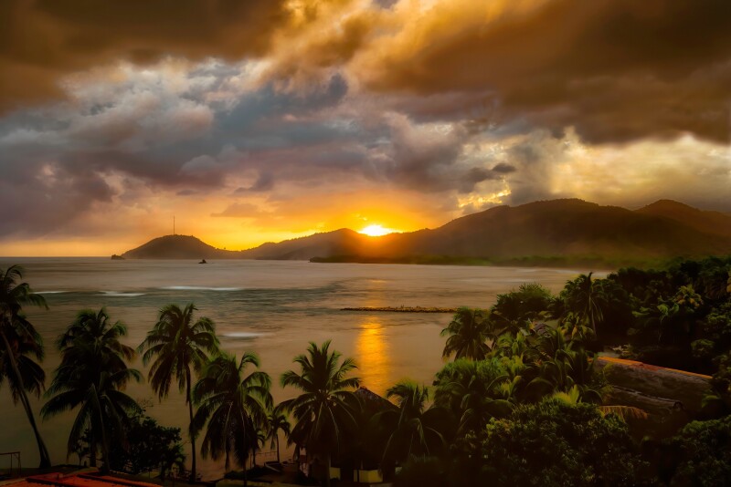 Palm-Tree_0664.jpg