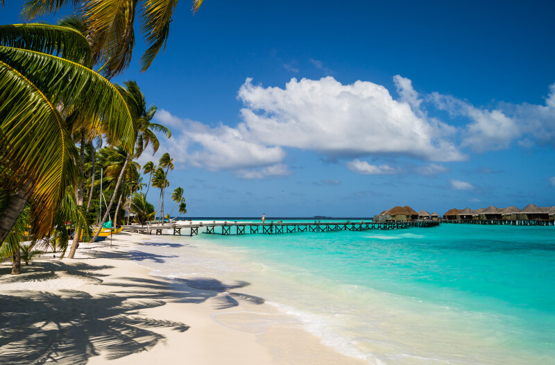 Palm-Tree_0681.jpg
