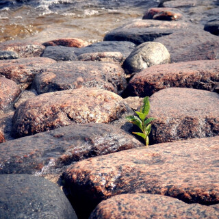 Plant_0205