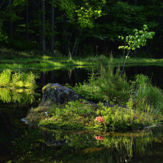 Plant_0370