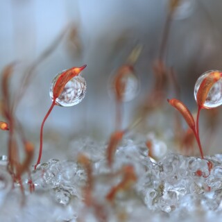 Water-Drop_0836
