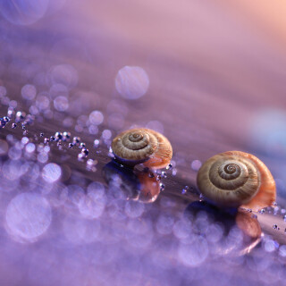 Water-Drop_0877