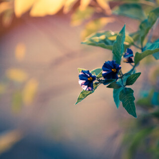 Blossom_0291