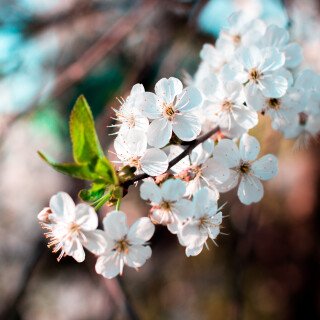 Blossom_0310