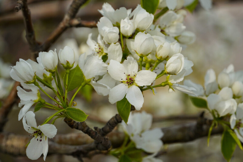 Blossom_0378.jpg