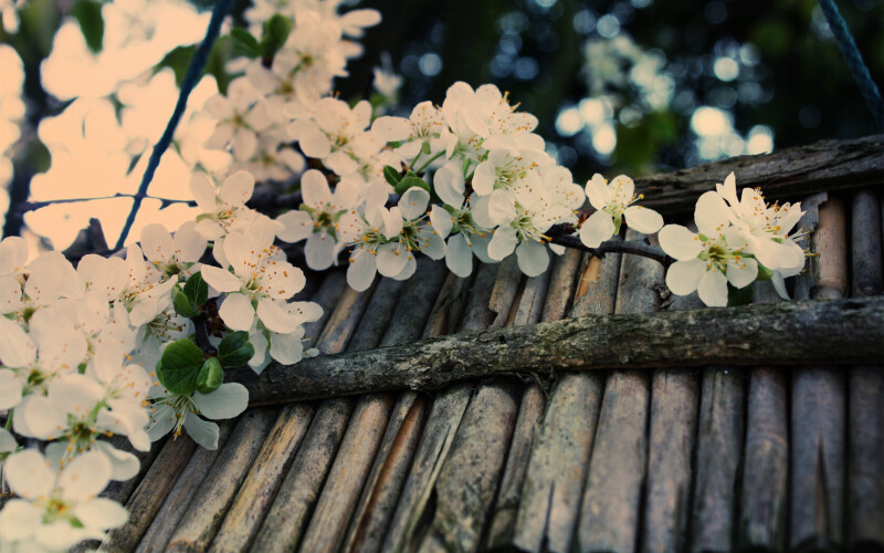 Blossom 0457