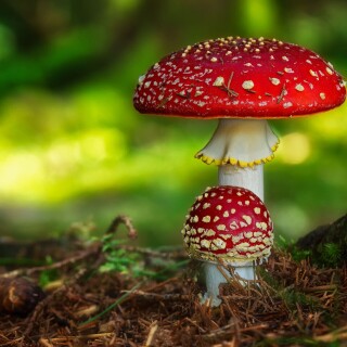 Mushroom_0056