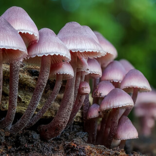 Mushroom_0211