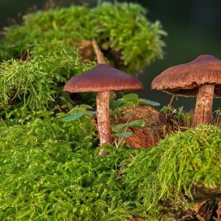 Mushroom_0259