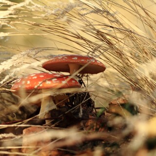 Mushroom_0281