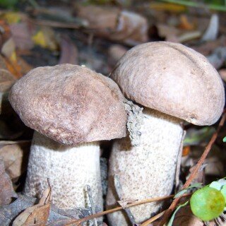 Mushroom_0350
