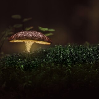 Mushroom_0422
