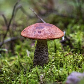 Mushroom_0440