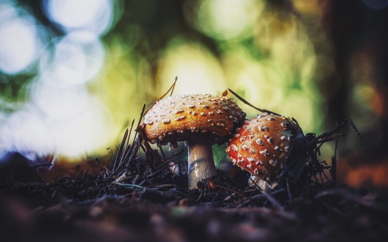 Mushroom_0446.jpg