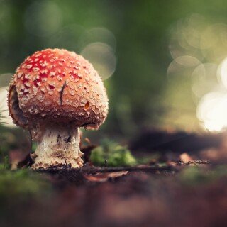 Mushroom_0447