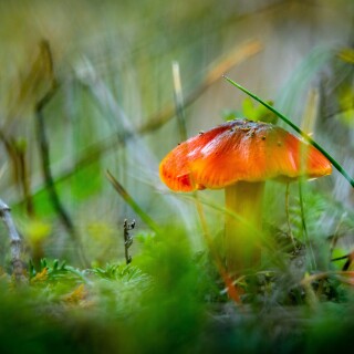 Mushroom_0455