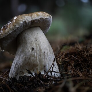 Mushroom_0459
