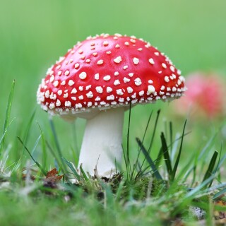 Mushroom_0468