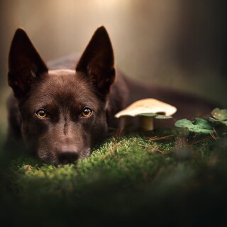 Mushroom_0484