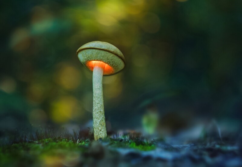 Mushroom 0489