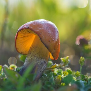Mushroom_0500
