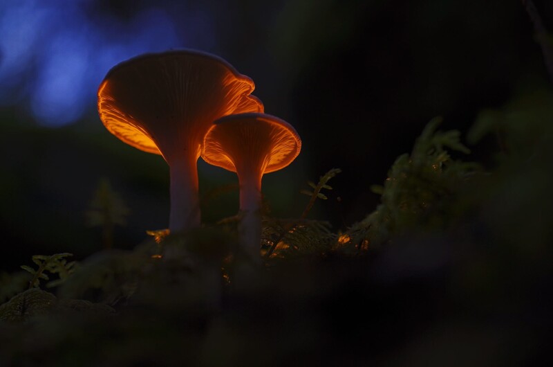 Mushroom_0510.jpg