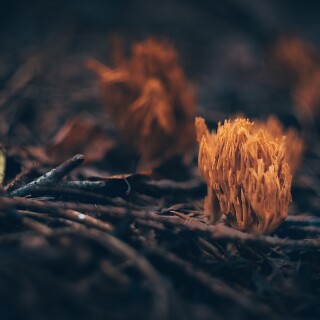 Mushroom_0515