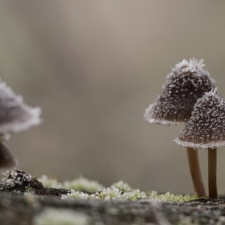 Mushroom_0516