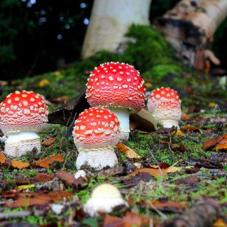 Mushroom_0533
