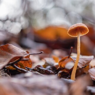 Mushroom_0540