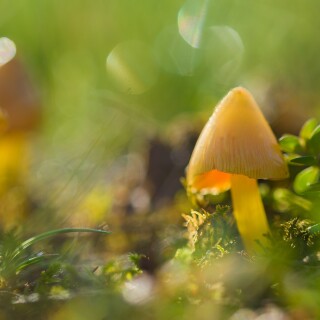 Mushroom_0545