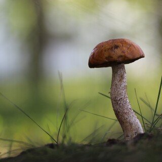 Mushroom_0551
