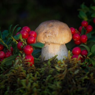 Mushroom_0680