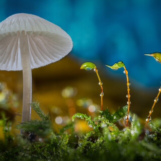 Mushroom_0764