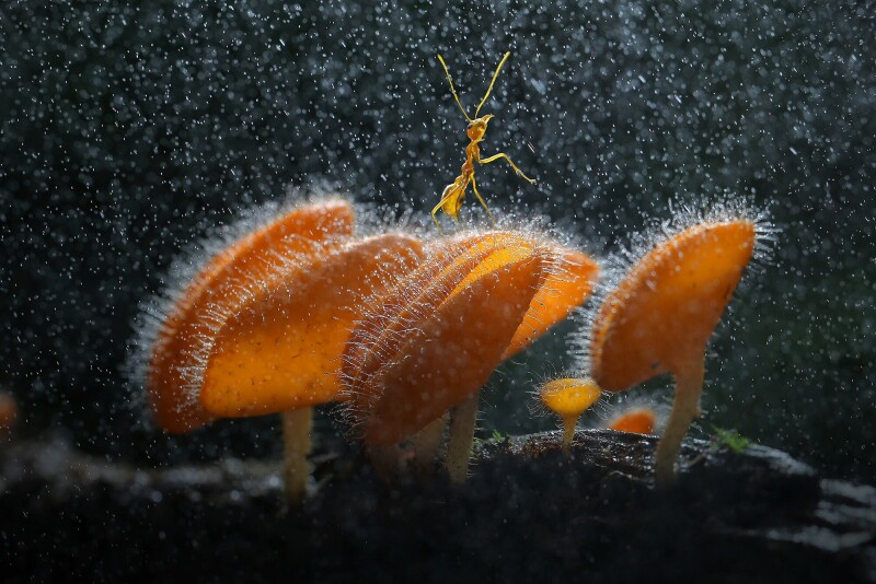 Mushroom_0852.jpg