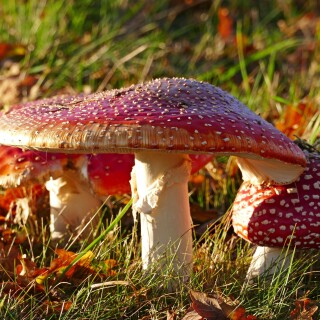 Mushroom_0859