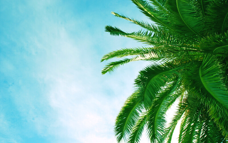 Palm Tree 0022