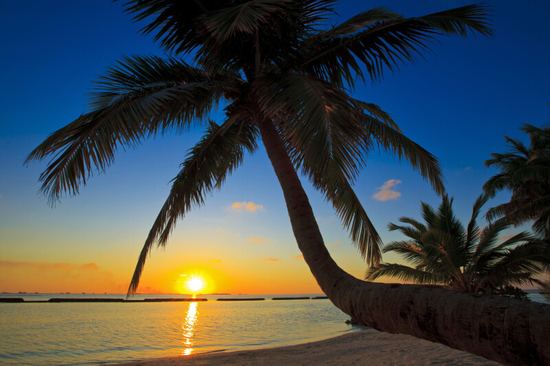 Palm Tree 0028