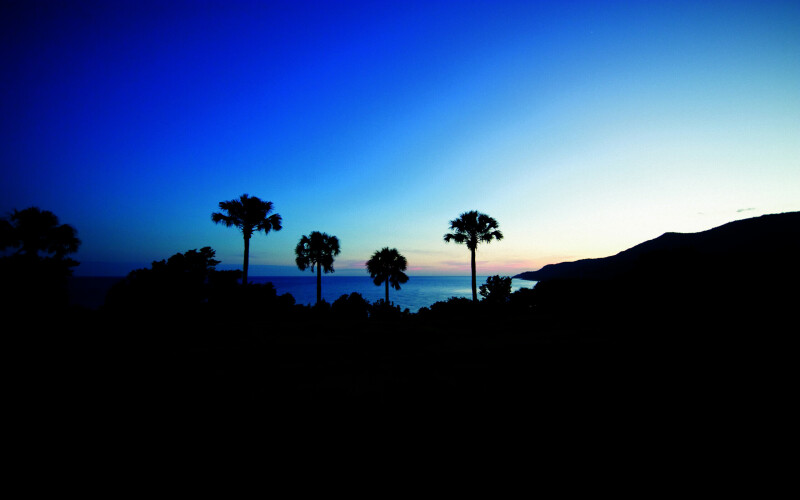 Palm Tree 0032