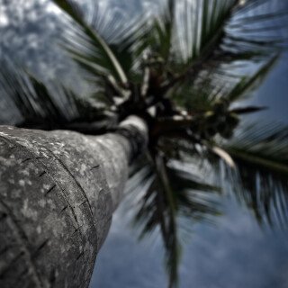 Palm-Tree_0033